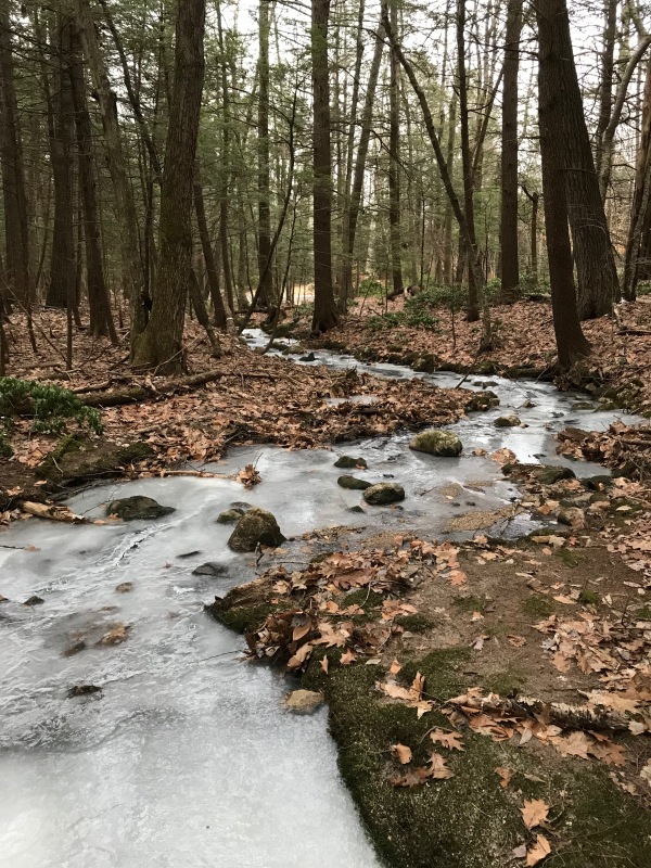 frozen stream in the woods
